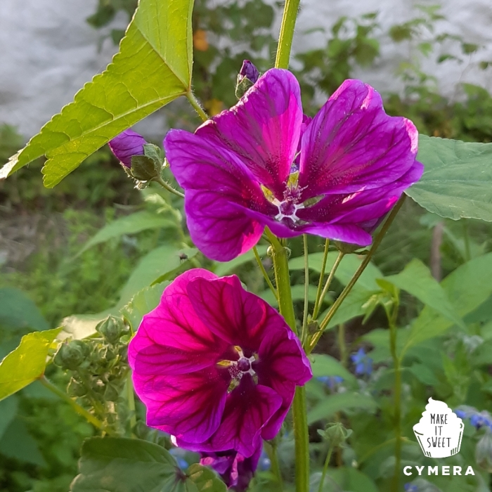 Kuvassa lähikuva hyvin kauniista kesäkukasta nimeltä Maurinmalva. Tämä kasvi kukkii purppuran punaisilla yksinkertaisen kauniilla kukilla.